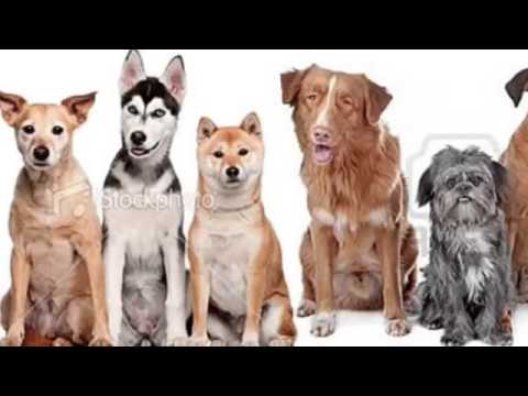 Purebred vs mutts(dogs)