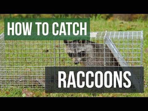 YouTube video about: How to trap raccoons when you have cats?