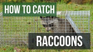 How to Catch a Raccoon with a Live Animal Trap