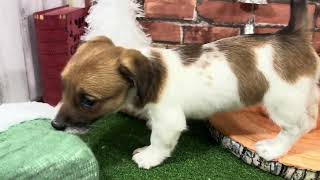 ジャックラッセルテリアの動画01