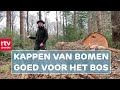 Houtkap bevordert de biodiversiteit in het bos | ROEG! | RTV Drenthe