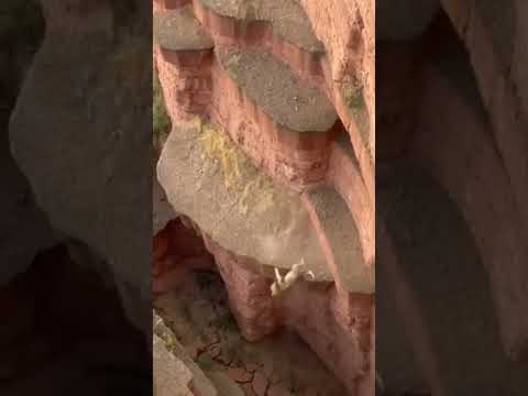 Revenge of a Mountain Goat: Lion Kicked into the Ravine After Killing Her Child