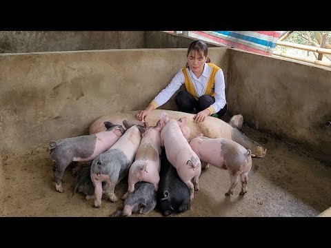 , title : 'Caring for piglets with diarrhea and graft pneumonia.  (Episode 157).'