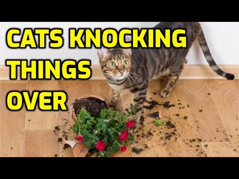 Why Do Cats Knock Things Over On Purpose?