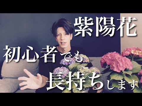 この夏の猛暑からアジサイを守るにはどうすればいいでしょうか？私たちのとっておきのヒント！  庭園