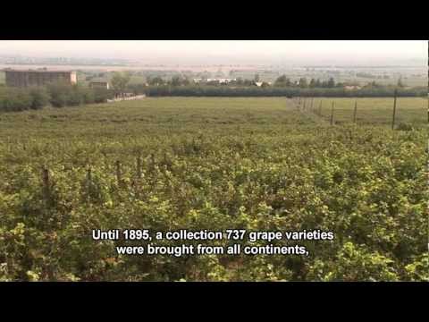 Statiunea de Cercetare Dezvoltare pentru Viticultura si Vinificatie Pietroasa - USAMV