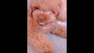 Cachorro rindo 🤣😂 #paravocê  #cachorroengraçado #fypシ  #vídeosengraçados #cachorro