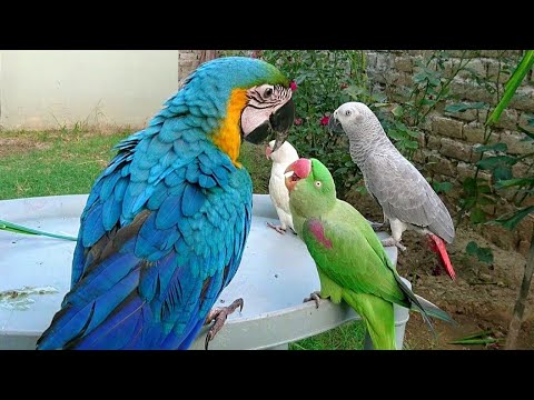 Bébés animaux perroquets et oiseaux mignons compilation (2021) loros adorables recopilación