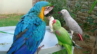 Bébés animaux perroquets et oiseaux mignons compilation (2021) loros adorables recopilación