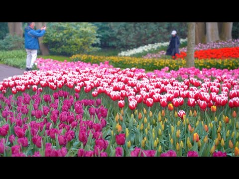 Spring in Europe's Largest Tulip Garden - Keukenhof 2023 | 4K