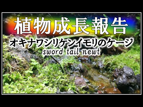 アメリカイモリ 植物