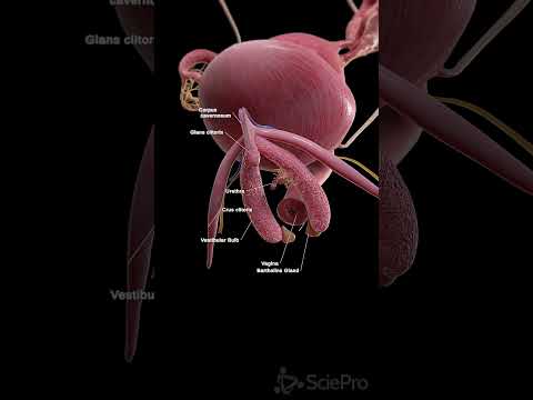 🌸 The Clitoris: A Complex and Vital Part of Female Anatomy 🌸