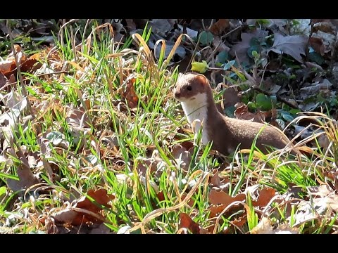 942. Lasice kolčava, Least Weasel, Mauswiesel, Belette d'Europe, Comadreja, Ласка, Łasica pospolita
