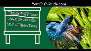 Top 4 Reasons Your Betta Stays At The Top of Their Tank | YourFishGuide.com