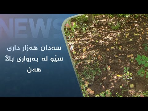 بەڤیدیۆ.. سەدان ھەزار داری سێو لە بەرواری باڵا ھەن