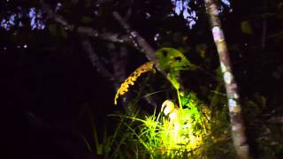preview picture of video 'Caiman Encounter: Night Canoe Ride, the Amazon, Ecuador'