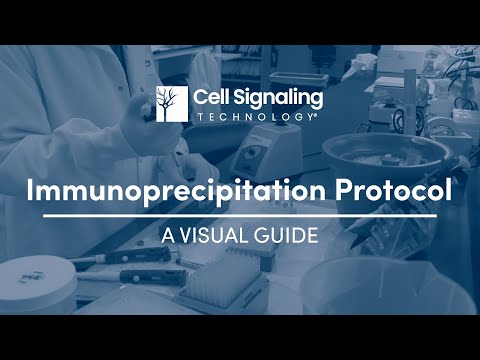 Immunoprecipitation Protocol: A Visual Guide | Cell Signaling Technology
