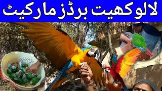 Lalukhet Birds market 2023 latest update | Sunday lalukhet Birds market