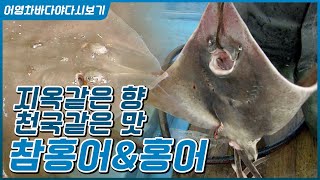 호불호가 극명한 지옥의 향 천국의 맛 홍어. 홍어와 참홍어 이야기 #홍어회 #홍어무침 #홍어찜 #홍어삼합