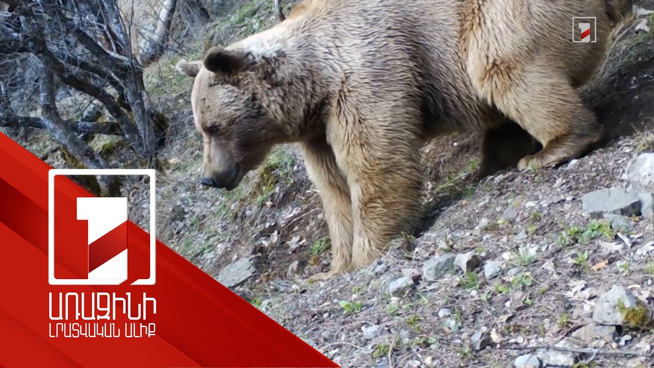 Բժիշկներին հաջողվել է փրկել Վայոց ձորի մարզում արջի հարձակման ենթարկված 38-ամյա բնակչի կյանքը