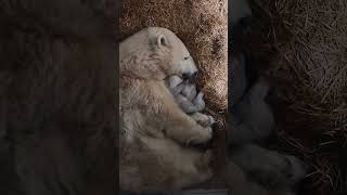 Polar Bear Cubs Update - Adorable! | Toledo Zoo