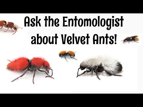 , title : 'Ask the Entomologist about Velvet Ants