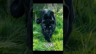 2023 Black Panther and 5000bce black panther||mythical biology|| #shortvideo