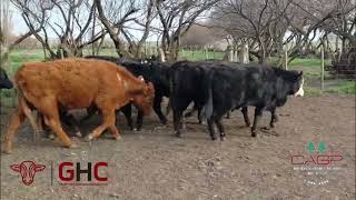 20 Terneros de 285 kg - Grupo de Hacienda Cooperativo - Plaza Ganadera