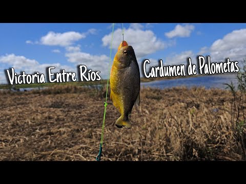 Pesca en Victoria Entre Ríos / Muchas Palometas 