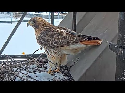 Red-tailed Hawks | Arthur arrive nest with stick | 09.02.2022