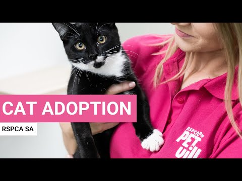 RSPCA South Australia | Thinking about adopting a cat?