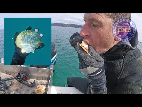 download lagu mp3 mp4 Scallop Season Dates, download lagu Scallop Season Dates gratis, unduh video klip Scallop Season Dates