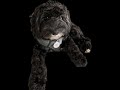 Doug performs ’Nightbird’, the song Eva Cassidy covered. Plus a visit with Roscoe.