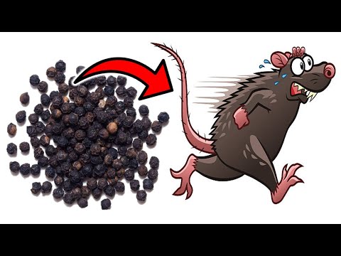 This Simple Substance Gets Rid of MICE & RATS in SECONDS