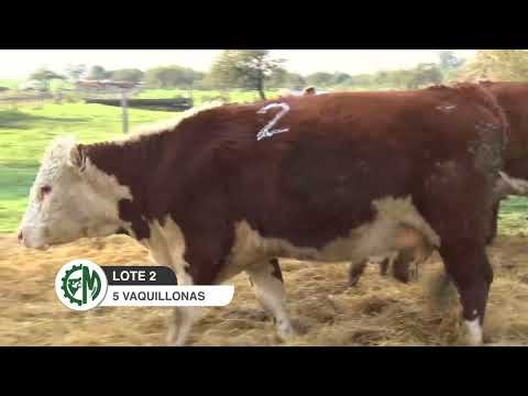 LOTE 2 VAQ CON CRIA
