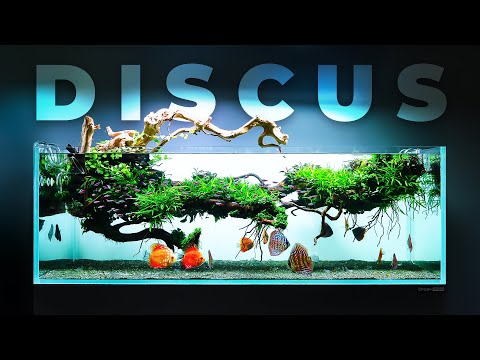 Magical DISCUS Fish Aquarium with Floating Decoration