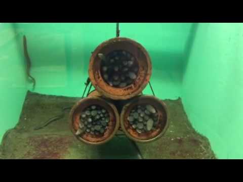 会計学科 水族館 木村勝則滋賀県高島市！