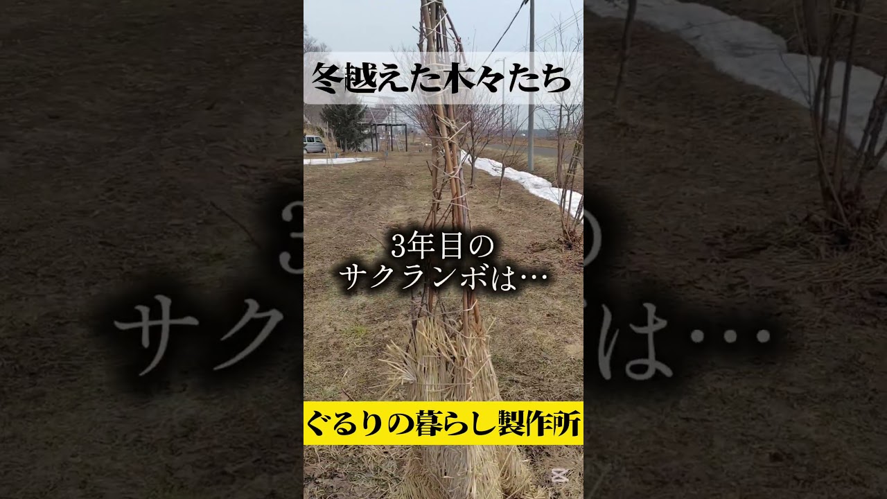 冬囲いを取りました【自給生活北海道】雪が解けたので春モードに切り替えていきます #エコビレッジライフ体験塾 #ぐるりの暮らし製作所