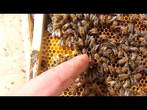 матка пчелы итальянка