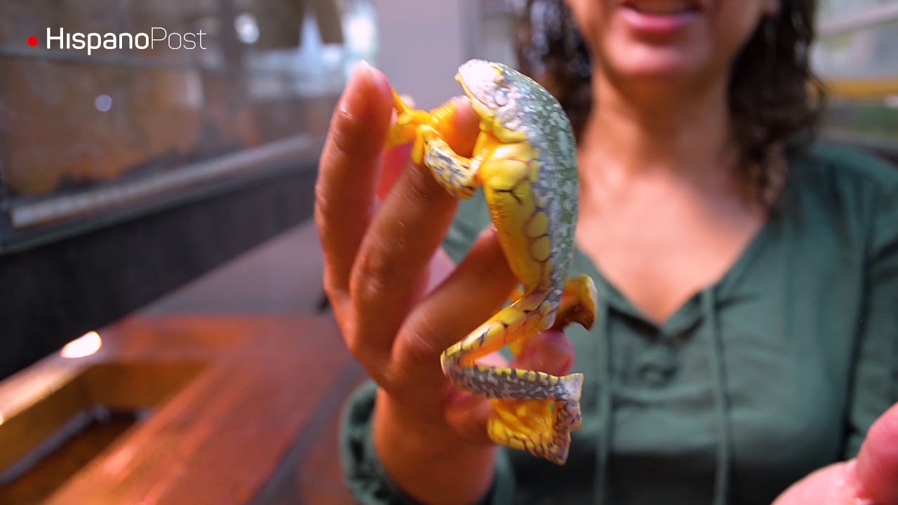 El biocomercio de ranas tiene su referente en Ecuador