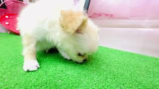 チワワ(ロング)の動画01