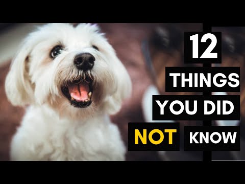 12 Things You Did Not Know About Your Maltese Dog Breed