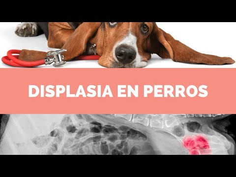 UCSUR - Genética y Herencia “Aprendamos que es la displasia de cadera canina” 🧬🐾