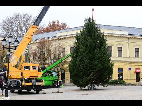 Már a Kossuth téren áll Nyíregyháza karácsonyfája