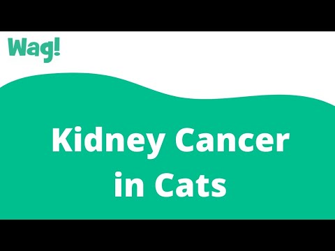 Kidney Cancer in Cats | Wag!