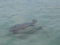 Sea Lion Bullying A Swimming Iguana Galapagos