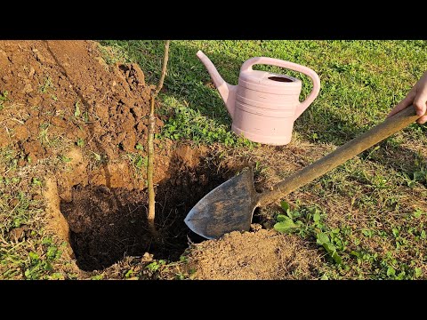 Napravite ovako i sadnja voća će biti uspješna - obratite pažnju na ove korake