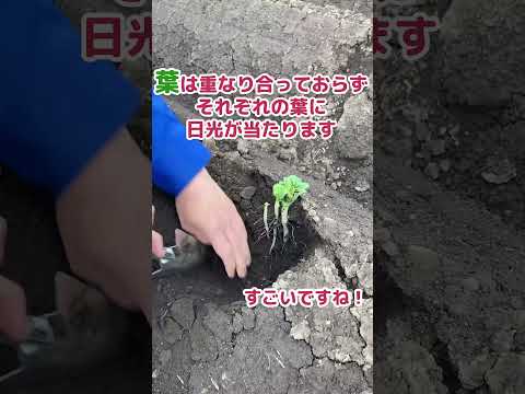 園芸 ジャガイモに関するよくある質問