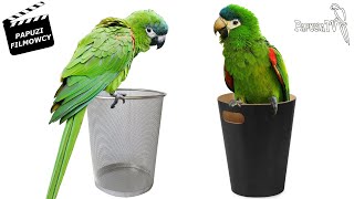 Do All Parrots Poop On Cue?