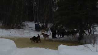 preview picture of video 'River Crossing to Iditarod ~ 2013'
